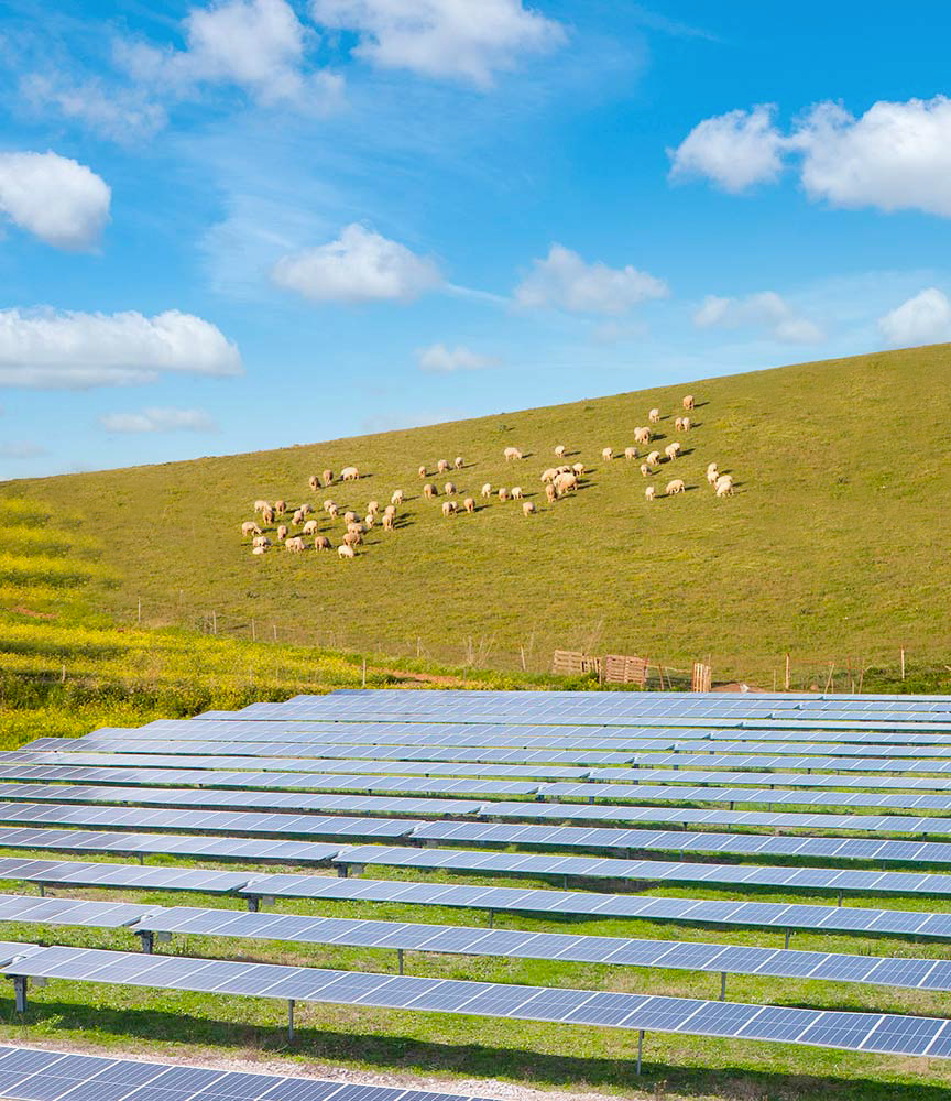 A solar power plant installed on a hilly field, with sheep grazing in the background