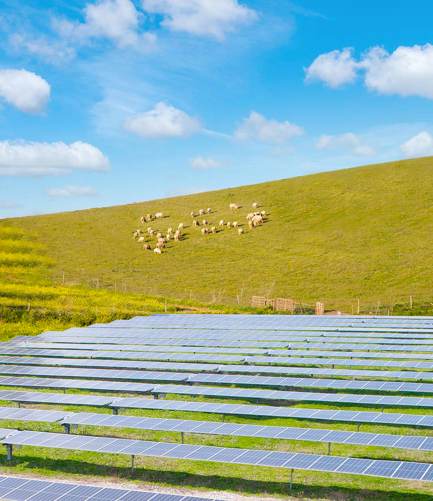 Impianto fotovoltaico su un campo collinare con pecore al pascolo sullo sfondo