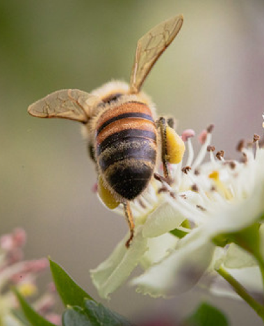 Il volo delle api racconta la qualità dell'aria