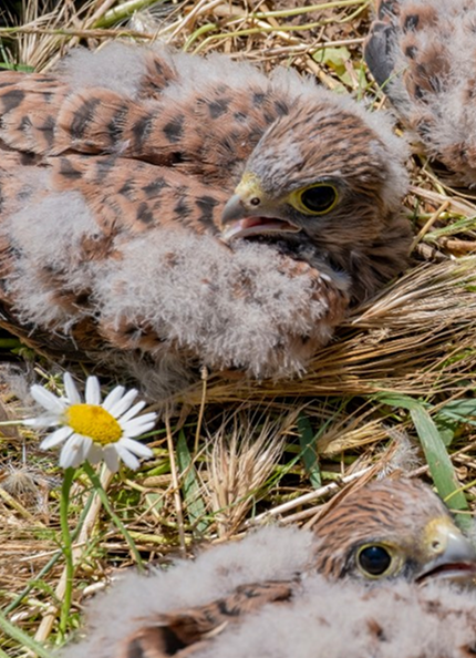 Three peregrine falcons in their nest