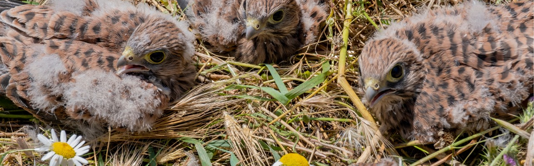 Three peregrine falcons in their nest