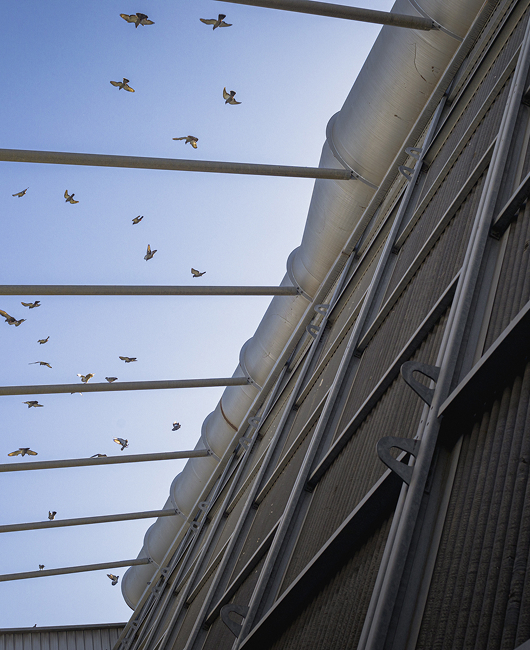 Immagine decorativa - uccelli che volano