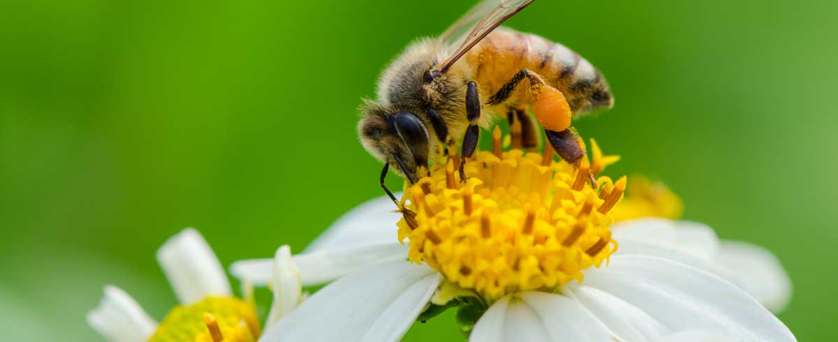 Ape sopra un fiore durante il processo di impollinazione