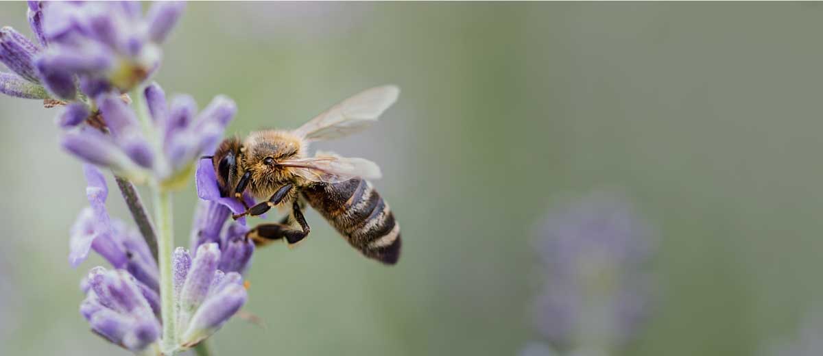 Ape sopra della lavanda intenta a nutrirsi di nettare