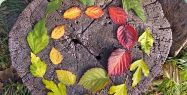 Tronco d'albero con foglie disposte a forma di cerchio