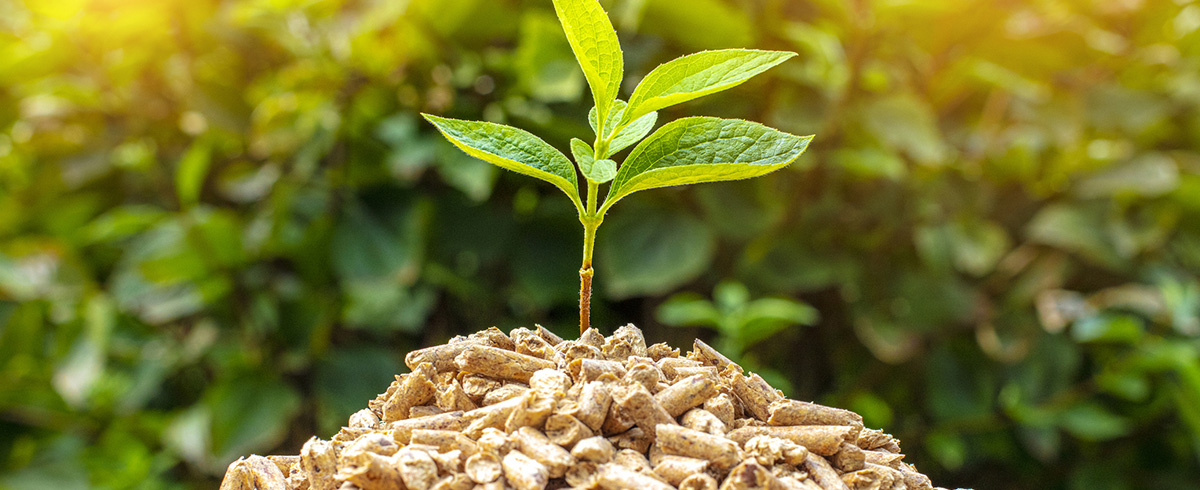 Cosa sono le biomasse