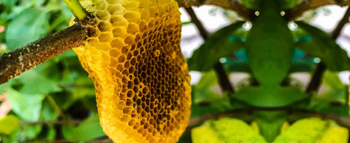 Importanza api