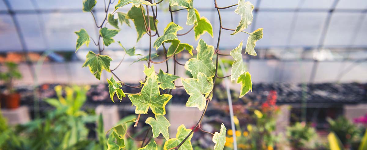 Serra in casa per vivere green